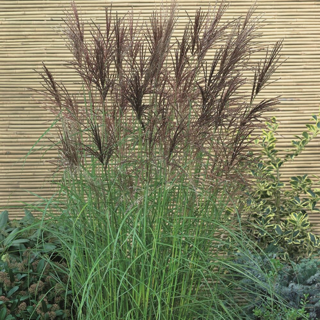 Miscanthus sinensis 'Nippon'