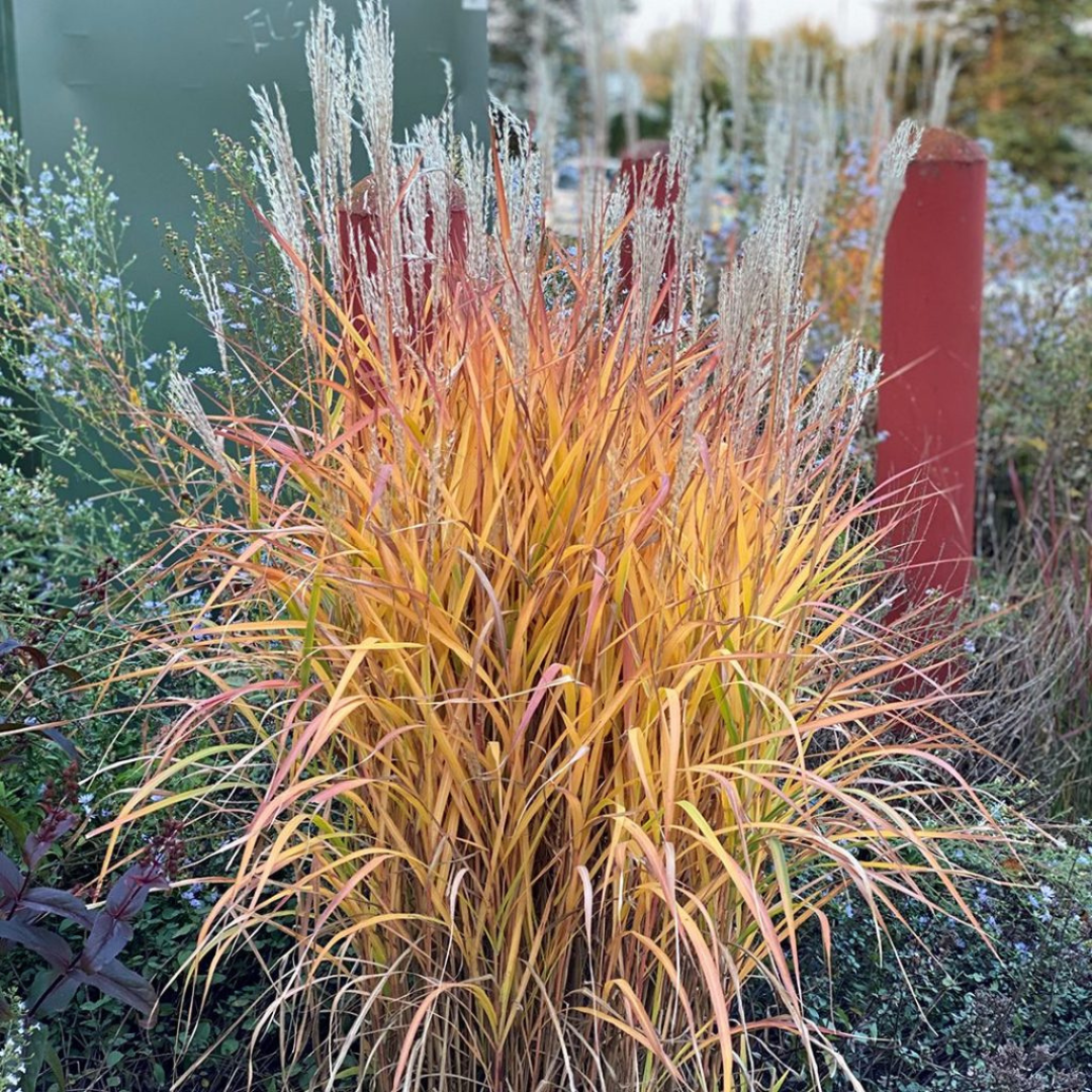 Miscanthus sinensis 'Purpurascens'