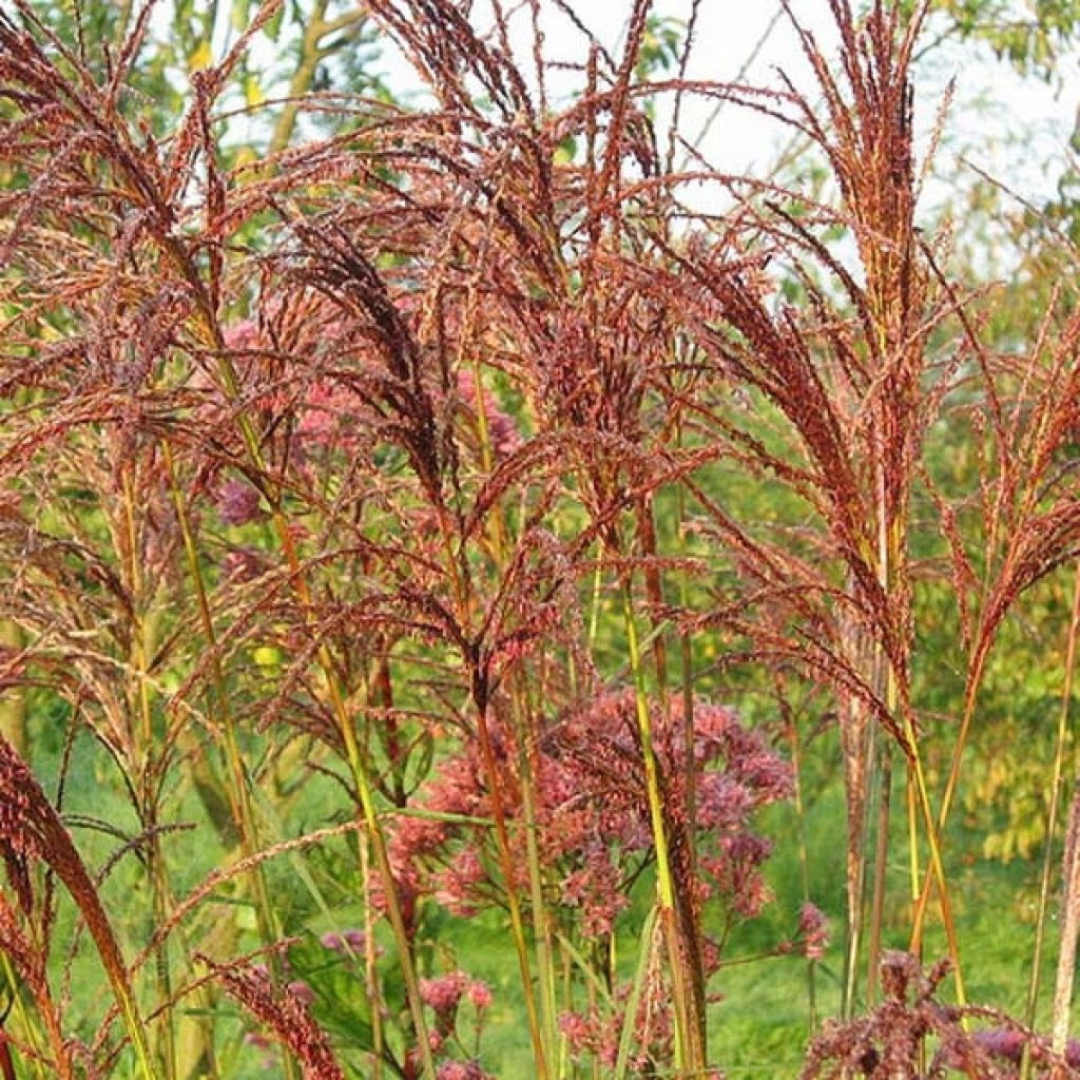 Miscanthus sinensis 'Sarabande'