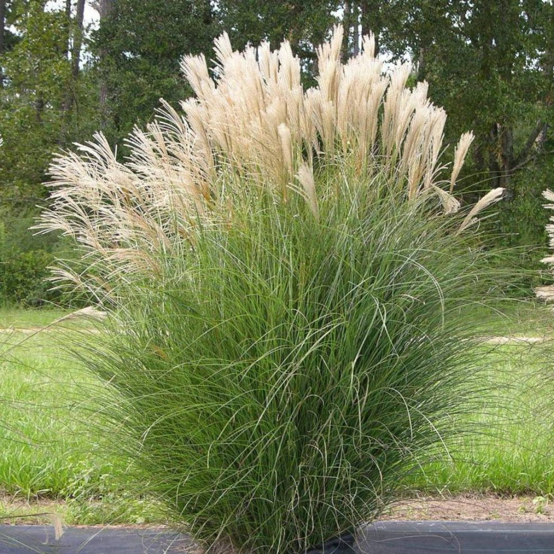 Miscanthus sinensis 'Silberfeder'