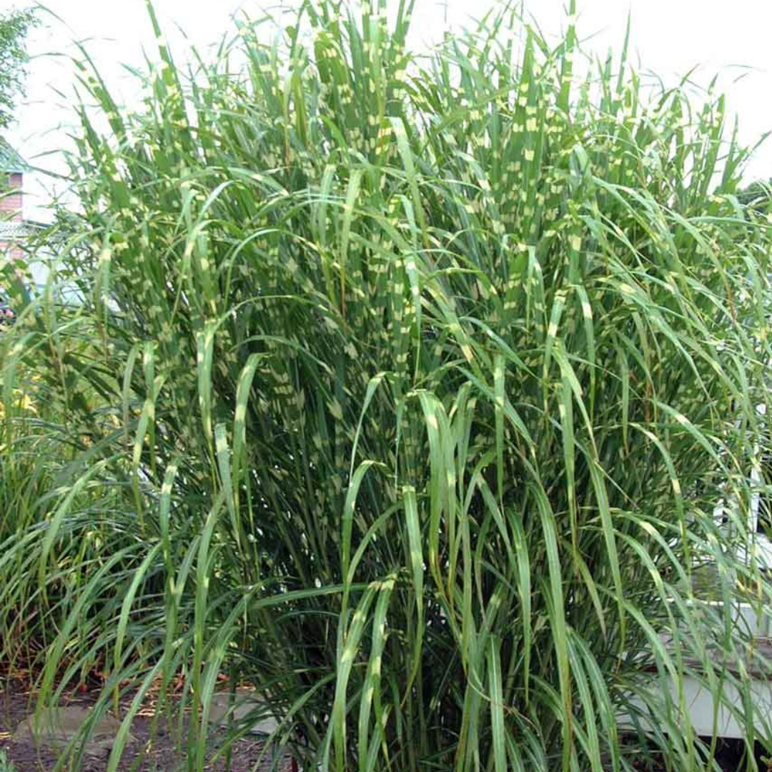 Miscanthus sinensis 'Strictus'