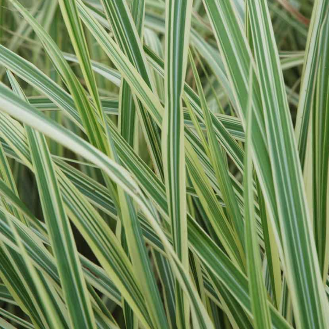 Miscanthus sinensis 'Variegatus'