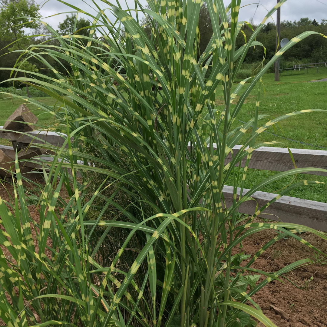 Miscanthus sinensis 'Zebrinus'