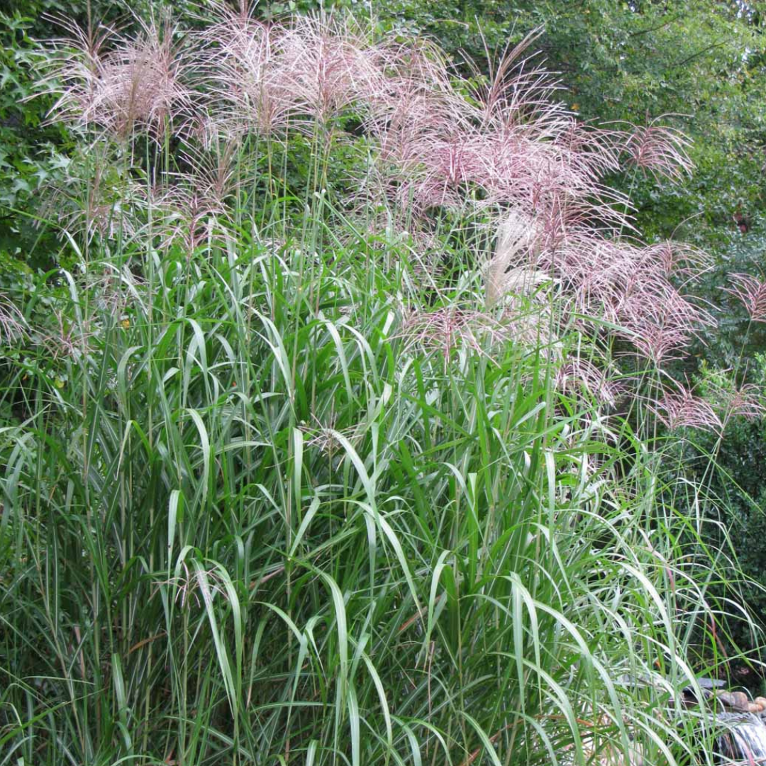 Miscanthus x 'Giganteus'