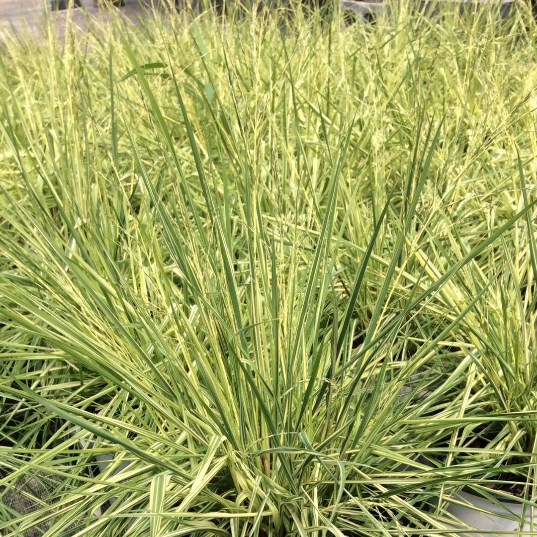 Molinia caerulea 'Variegata'