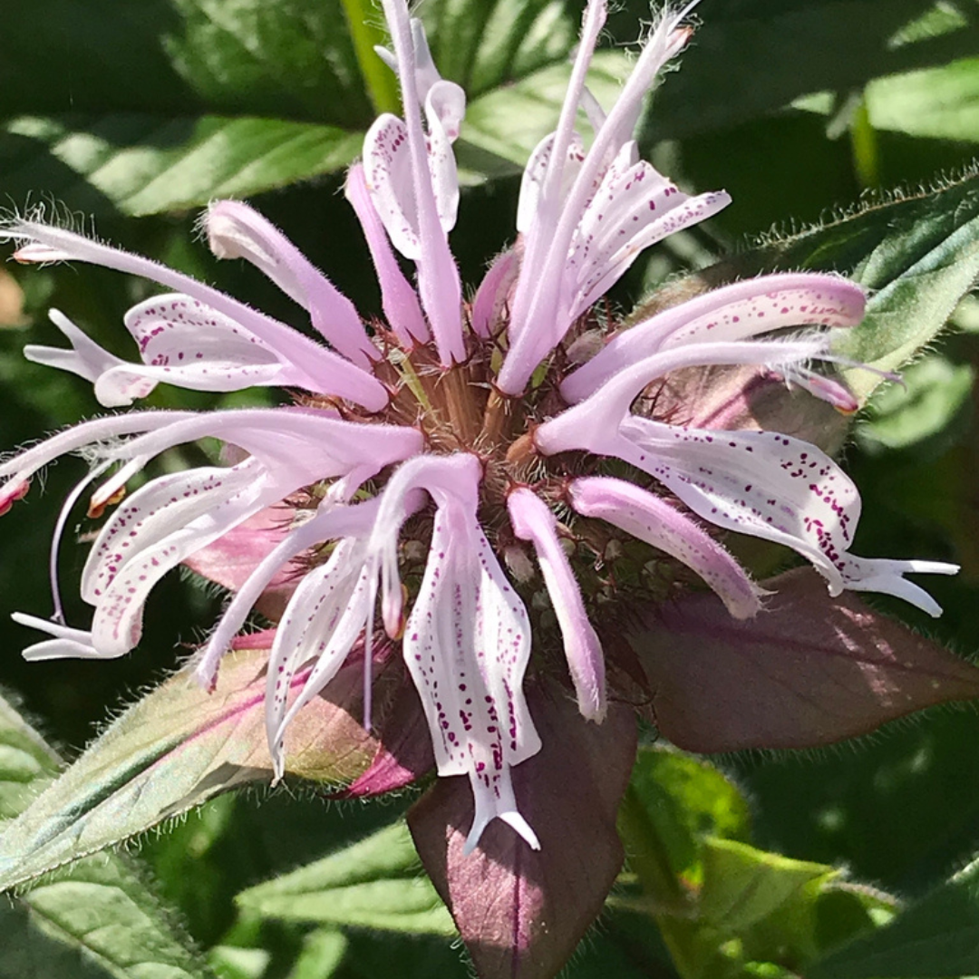 Monarda bradburiana