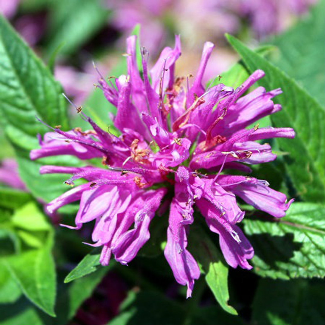 Monarda didyma 'Grand Parade'