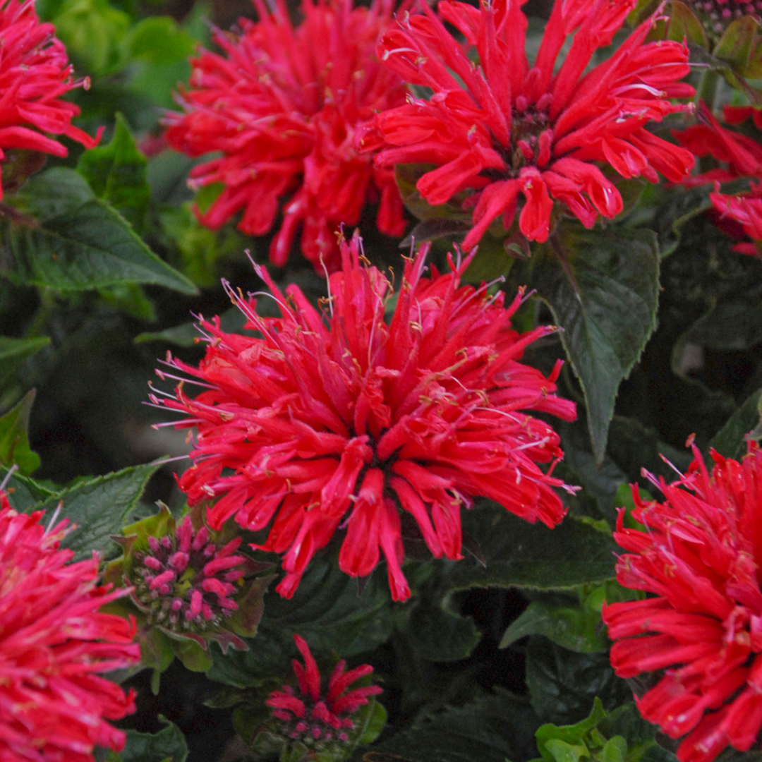 Monarda didyma 'Pardon My Cerise'