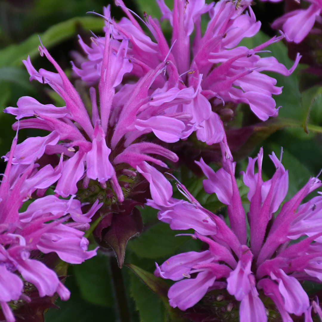 Monarda didyma 'Pardon My Lavender'