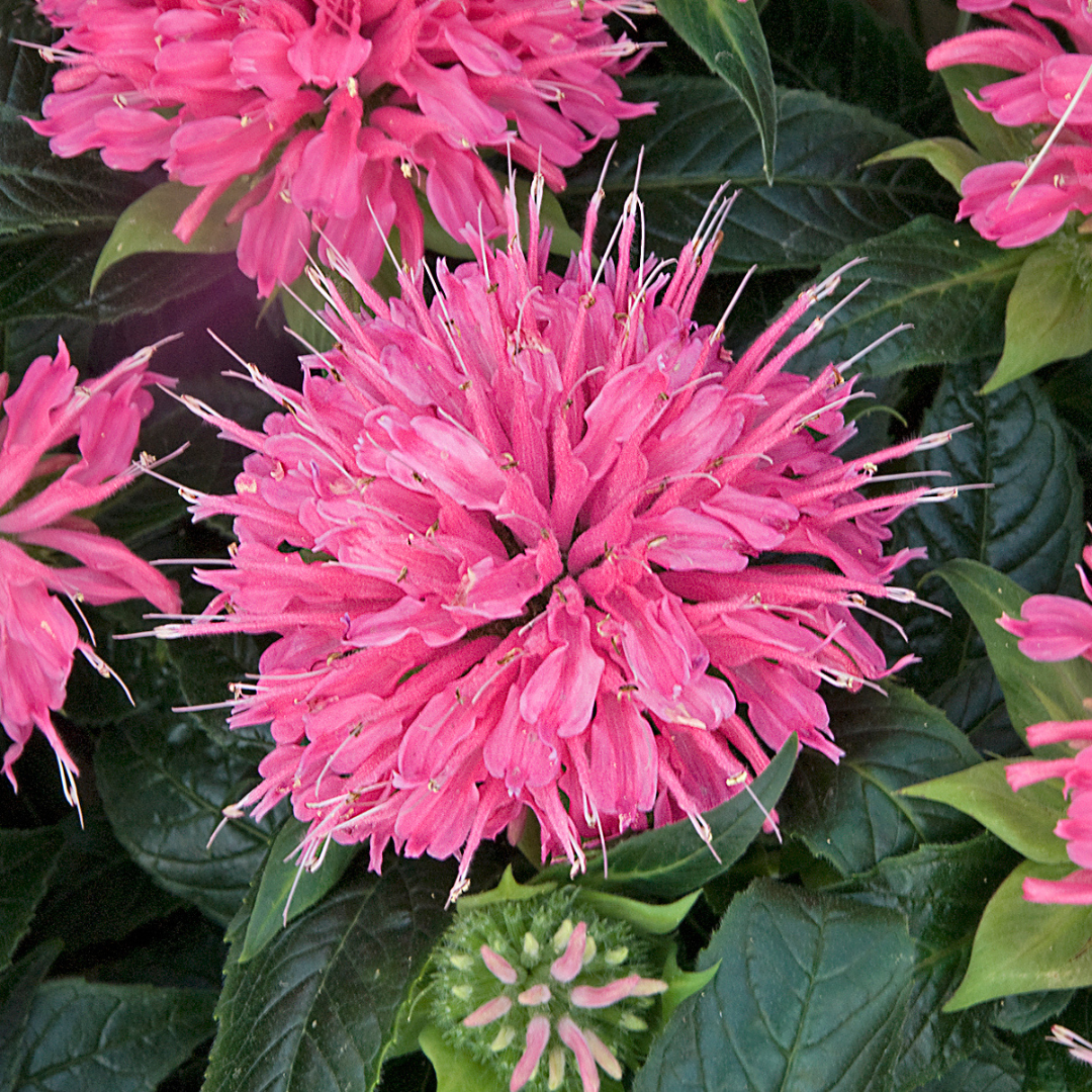 Monarda didyma 'Pardon My Pink'