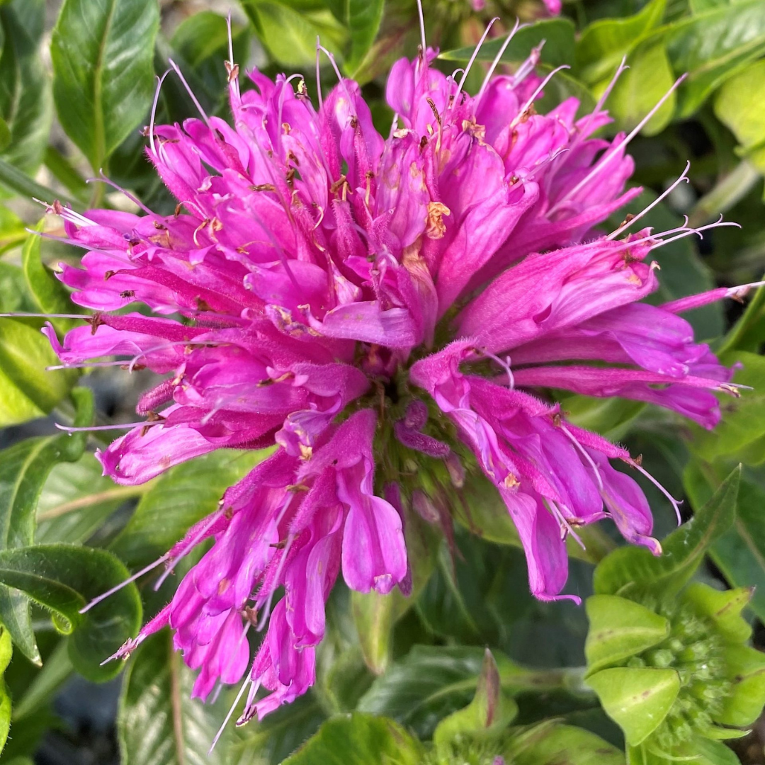 Monarda didyma 'Pardon My Purple'