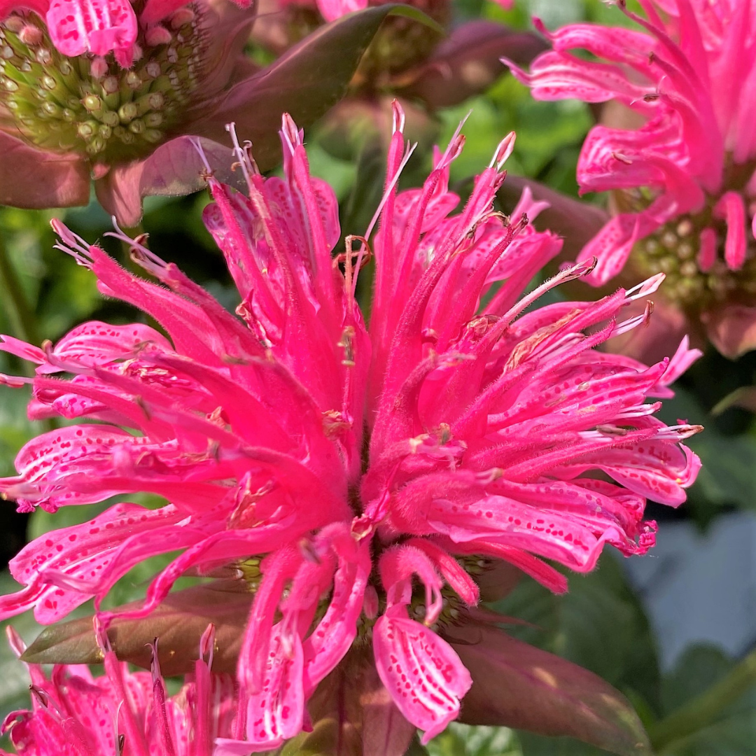 Monarda didyma 'Pardon My Rose'