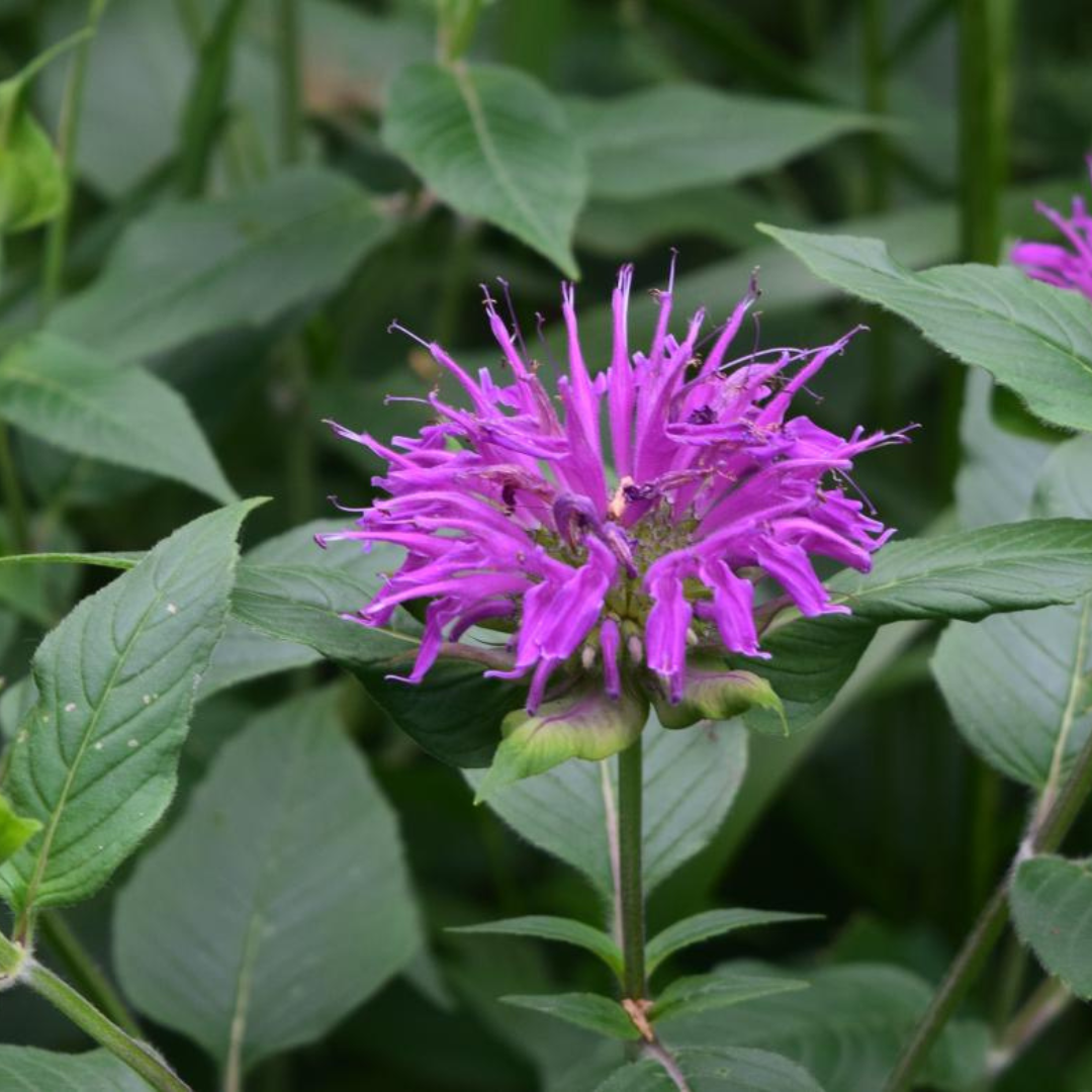 Buy Monarda didyma 'Purple Rooster' | Unrivaled Perennials – Black ...