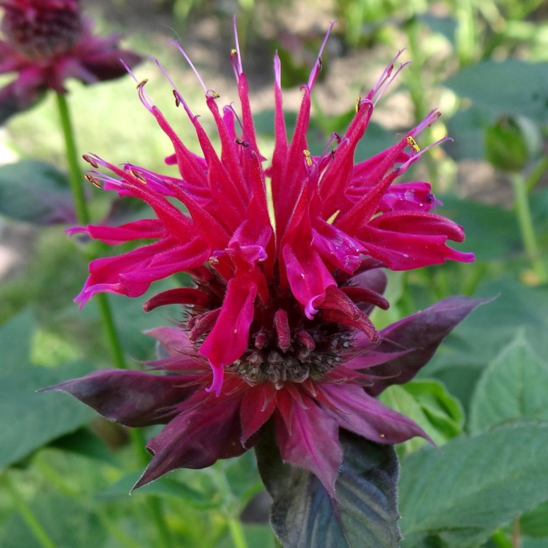 Monarda didyma 'Raspberry Wine'