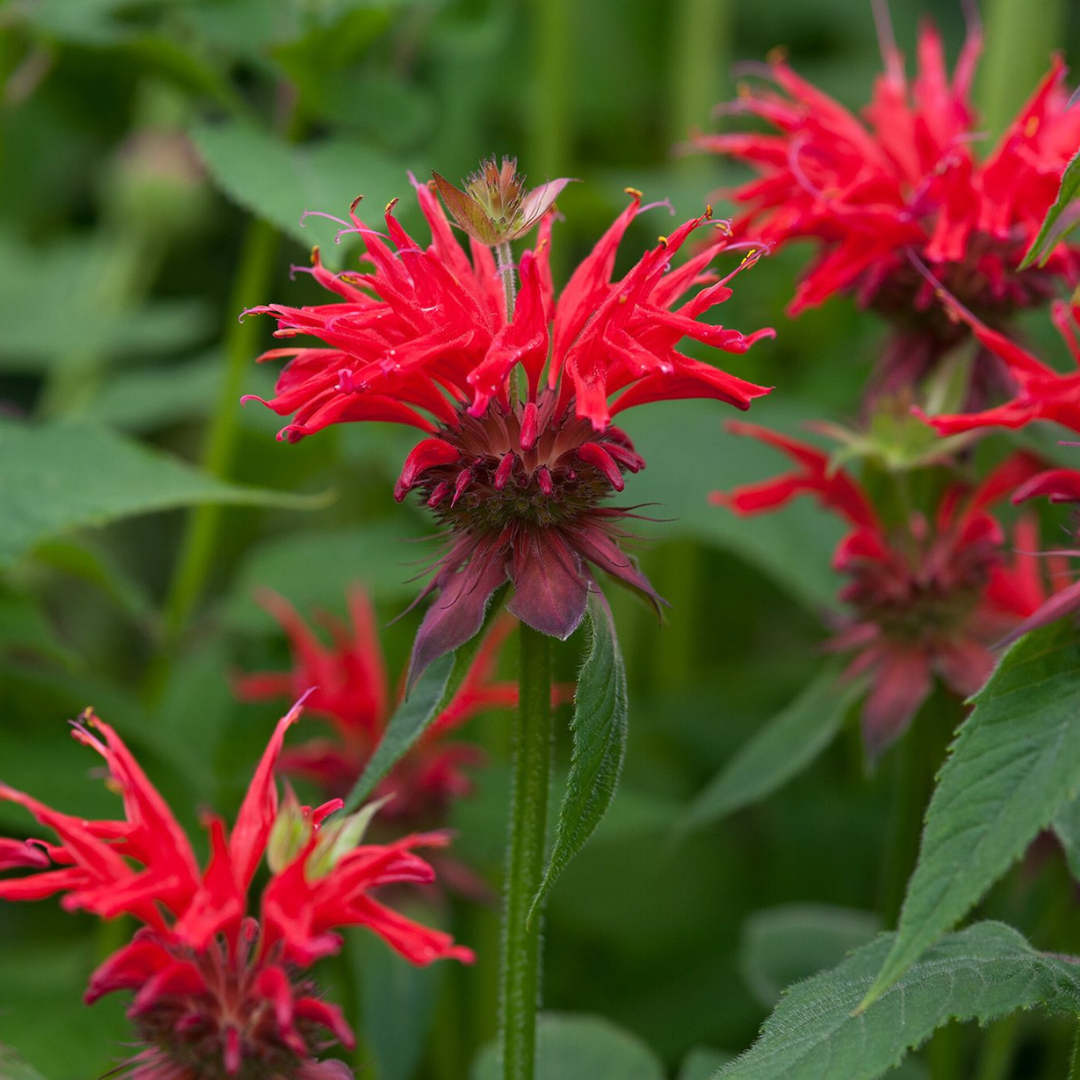 Monarda hybrid 'Gardenview Scarlet'