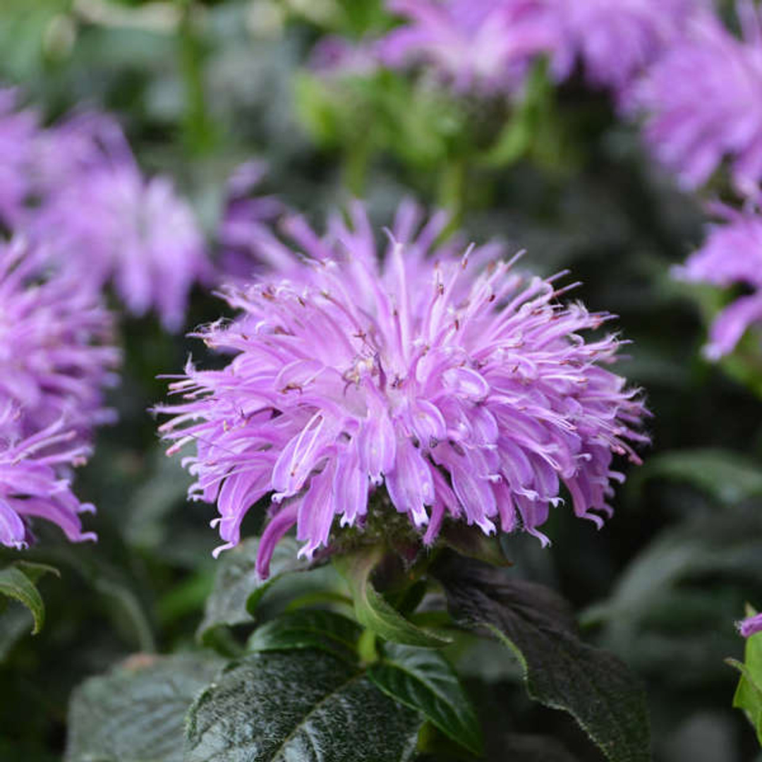 Monarda hybrid 'Sugar Buzz Blue Moon'