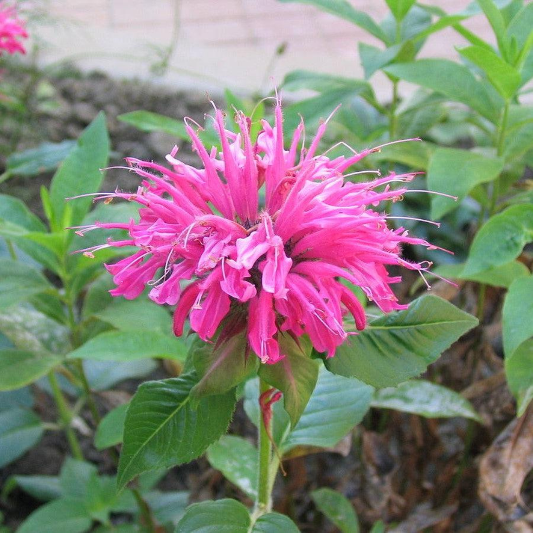 Monarda hybrid 'Sugar Buzz Bubblegum Blast'