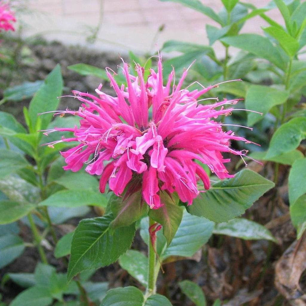 Monarda 'Raspberry Wine' | Locally Grown| Hand-Delivered – Black