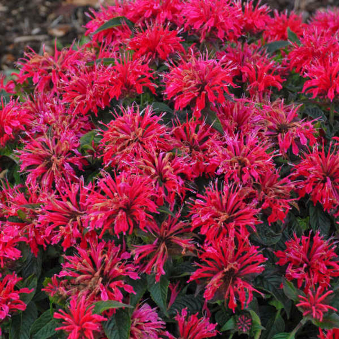 Monarda hybrid 'Sugar Buzz Cherry Pops'