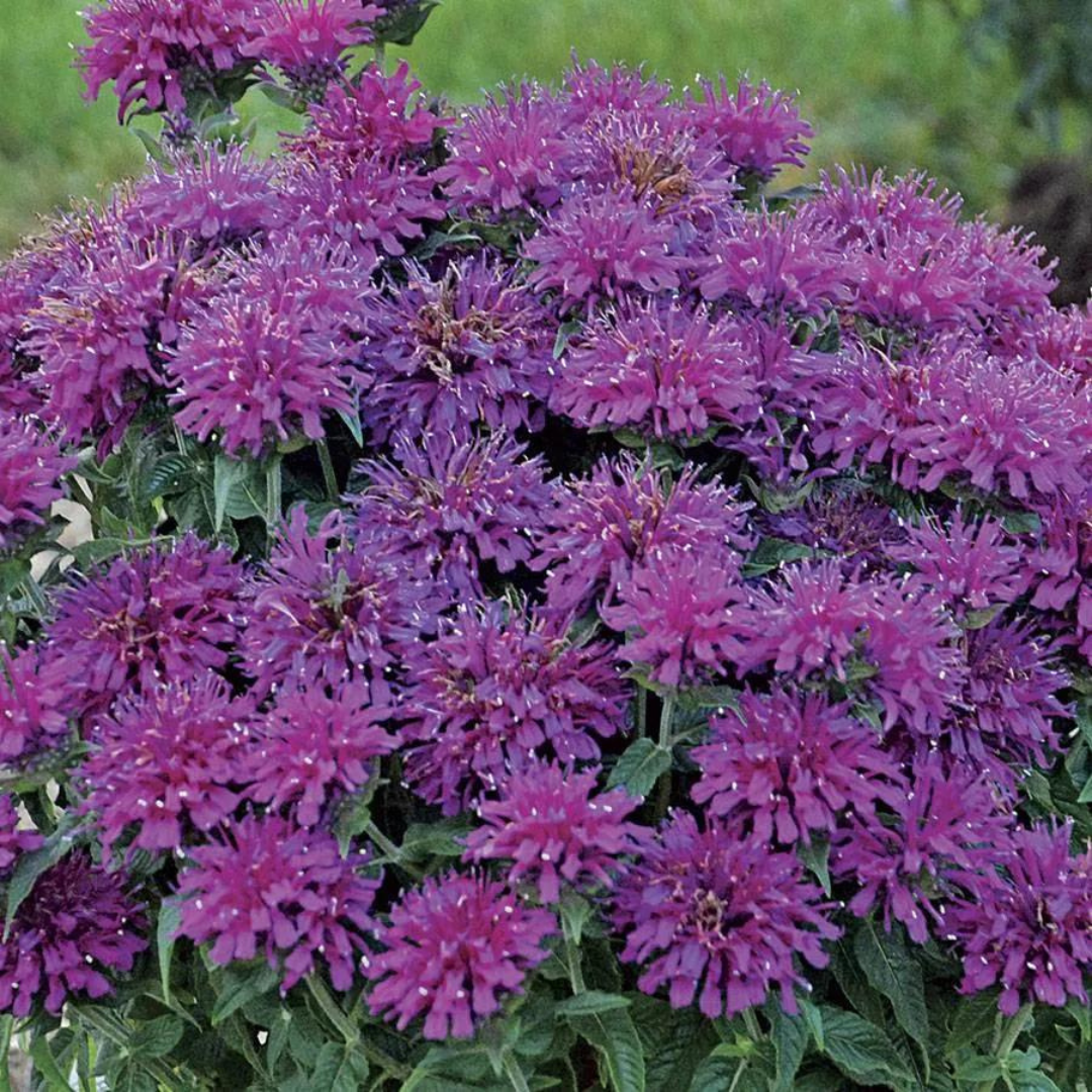 Monarda hybrid 'Sugar Buzz Grape Gumball'