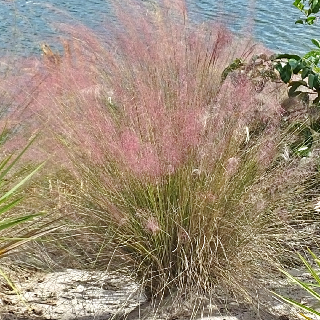 Muhlenbergia capillaris 'Pink Muhly Grass'