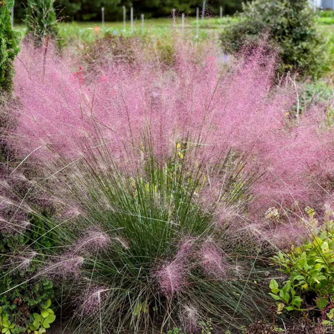 Muhlenbergia reverchonii 'Undaunted'