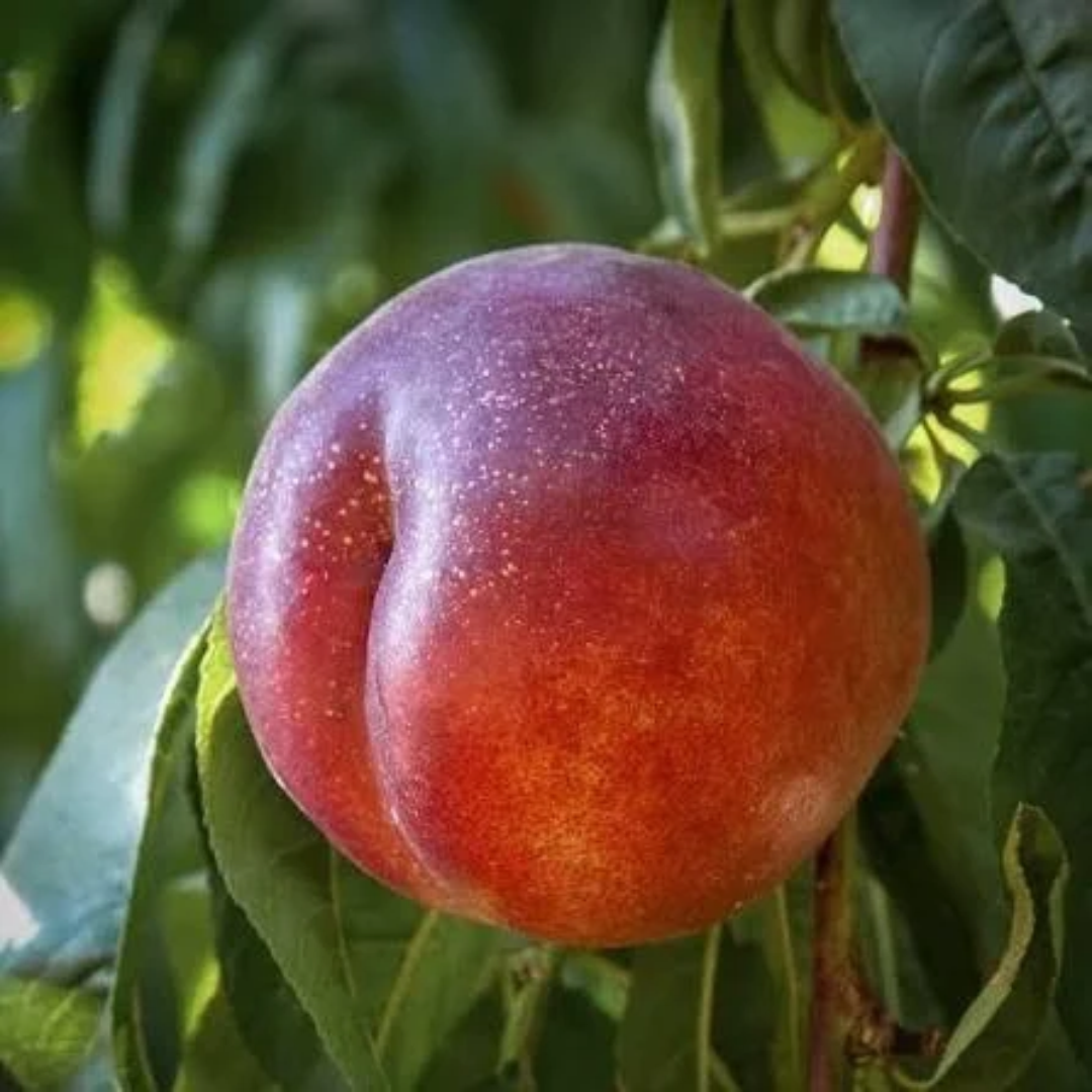 Nectarine x 'Fantasia'