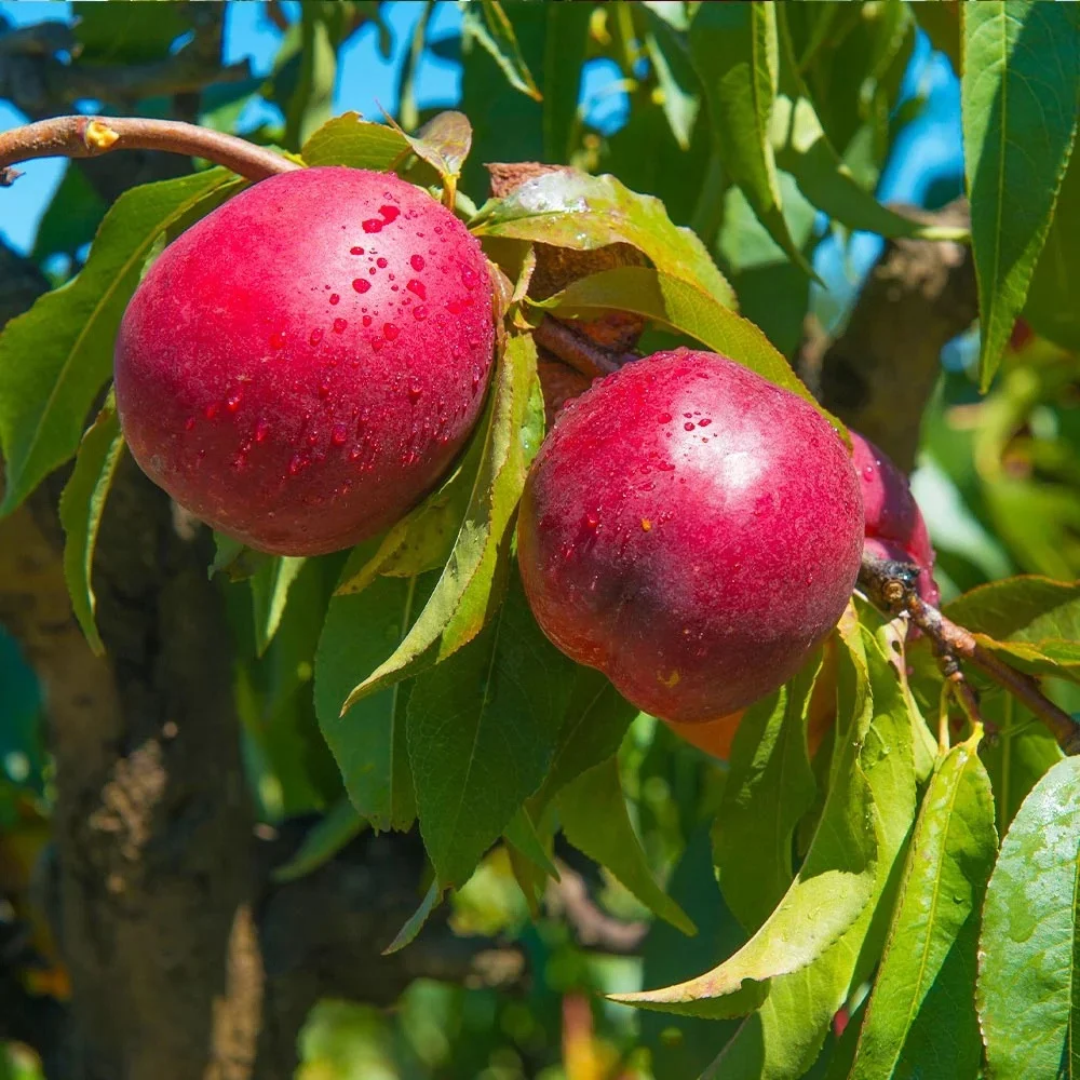 Nectarine x 'Flavortop'