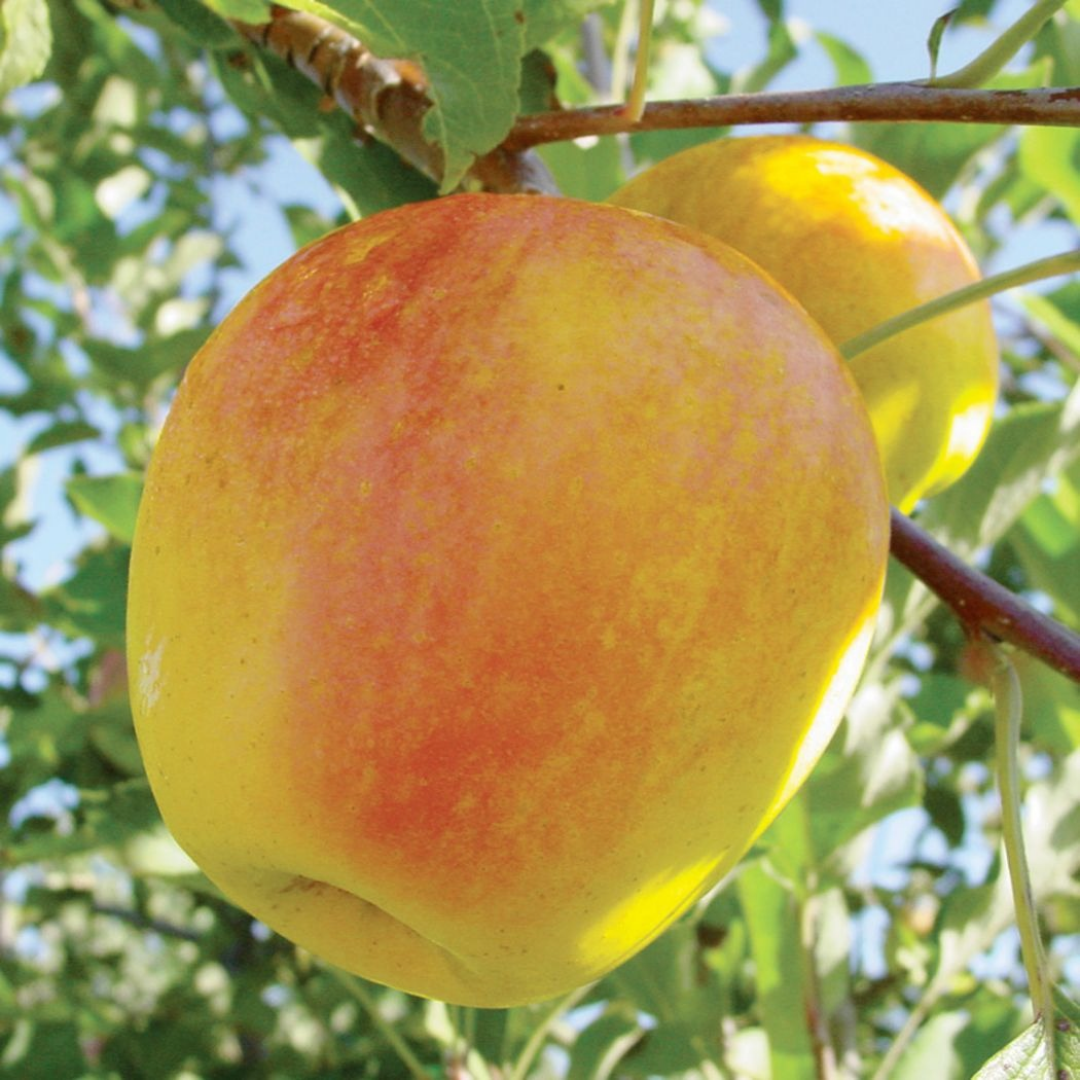 Nectarine x 'Hardired'