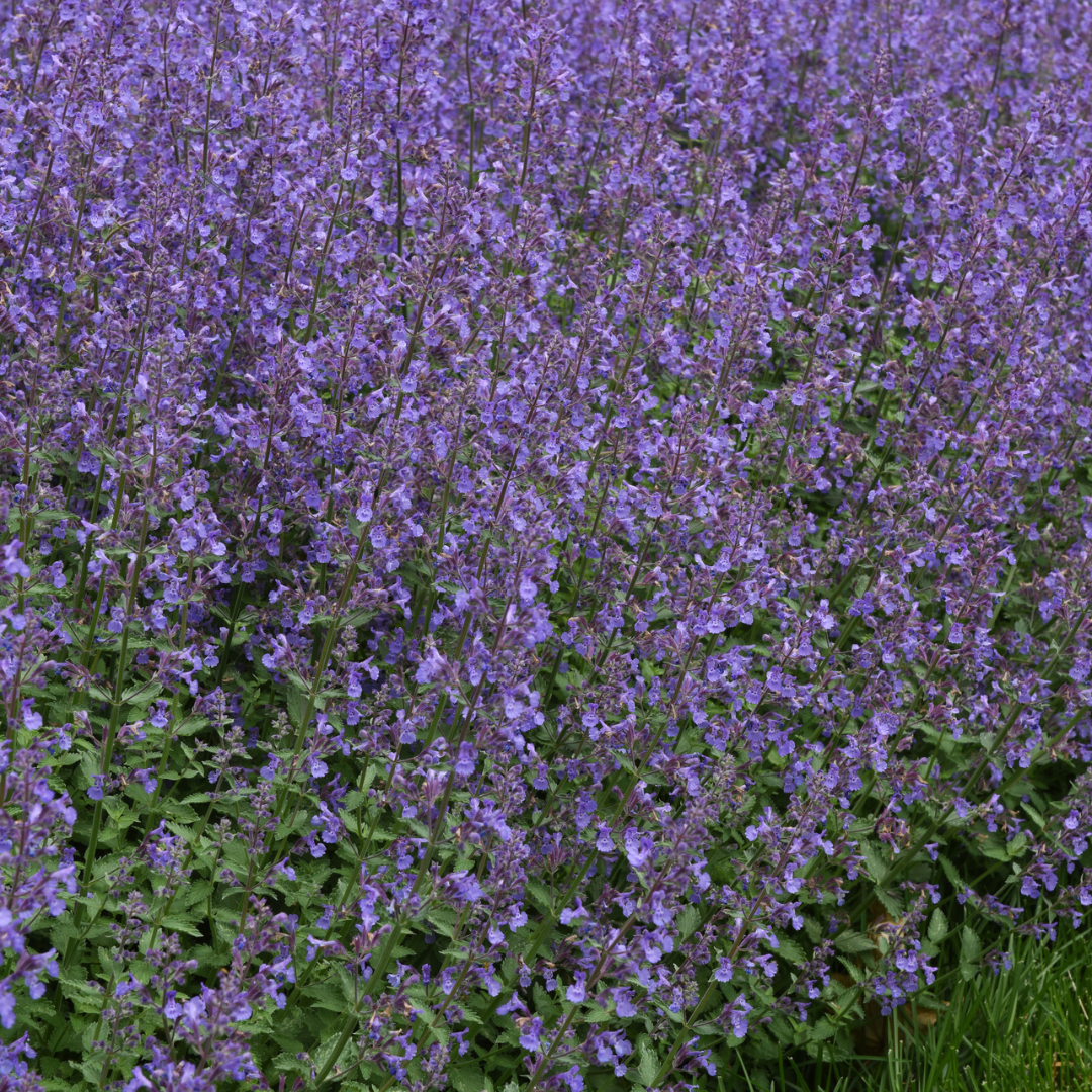 Nepeta faassenii 'Junior Walker'