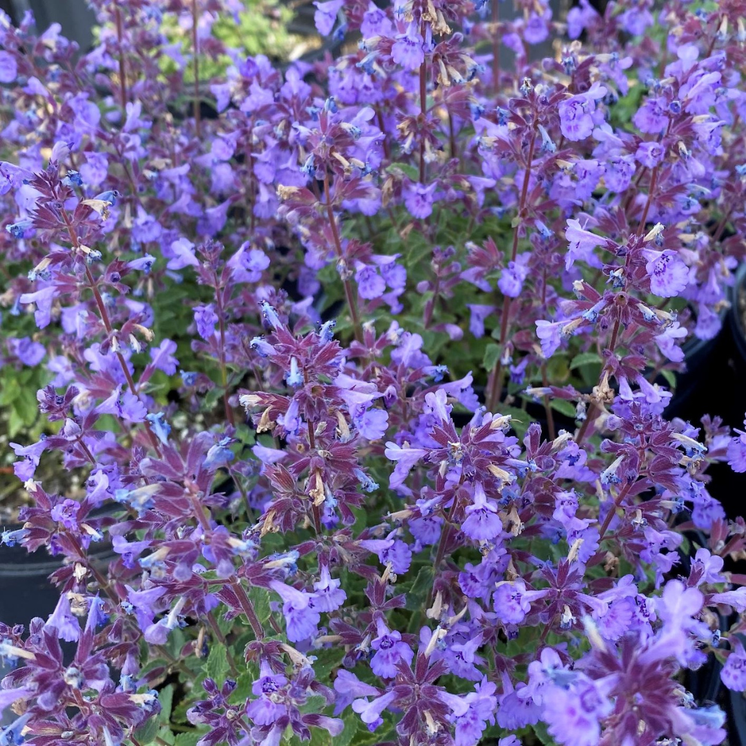 Nepeta faassenii 'Kitten Around'