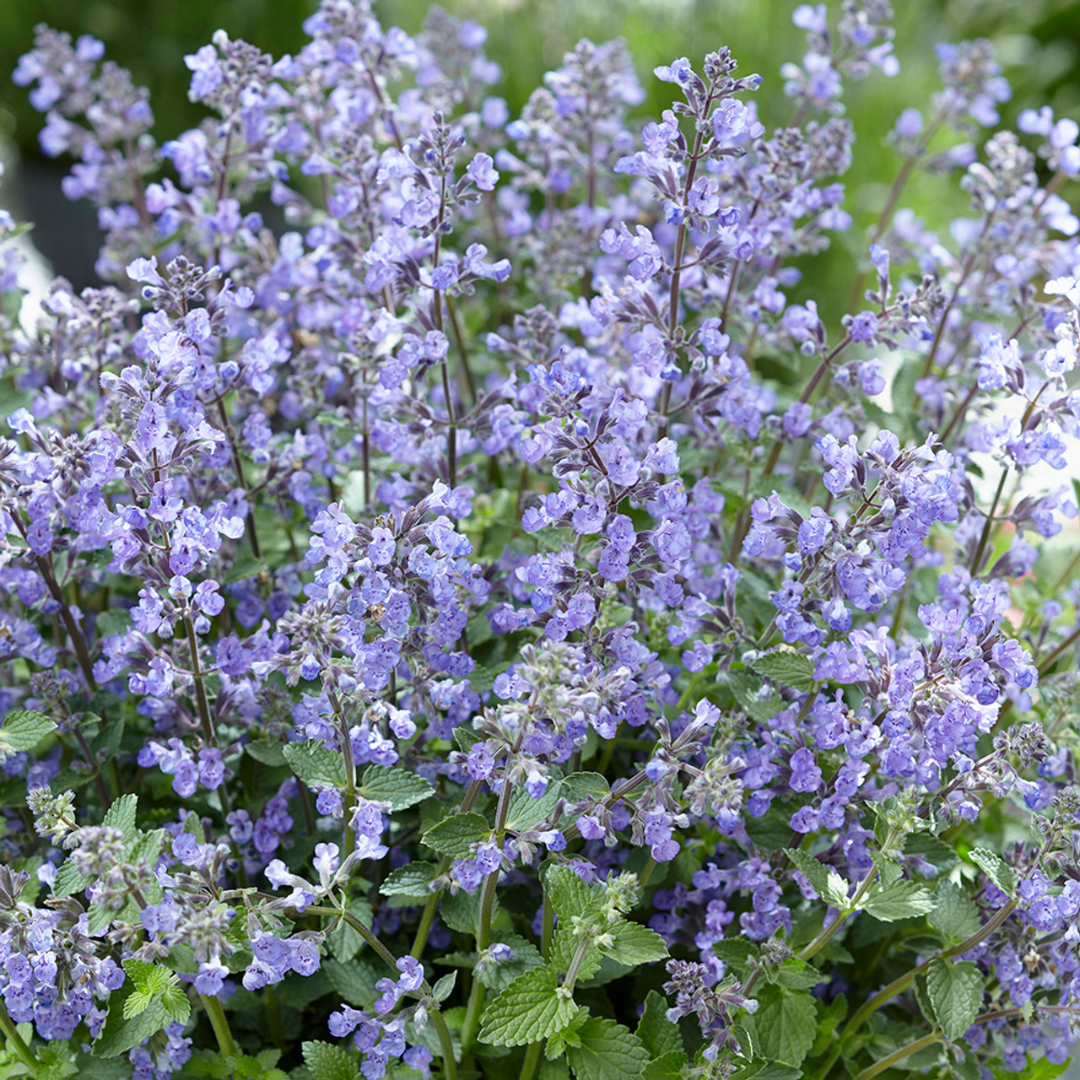 Nepeta faassenii 'Purrsian Blue'