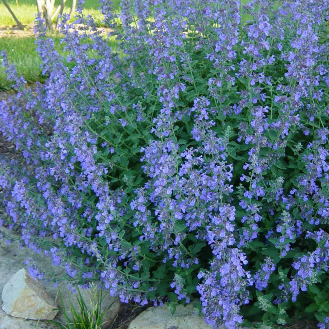 Nepeta faassenii 'Walker's Low'