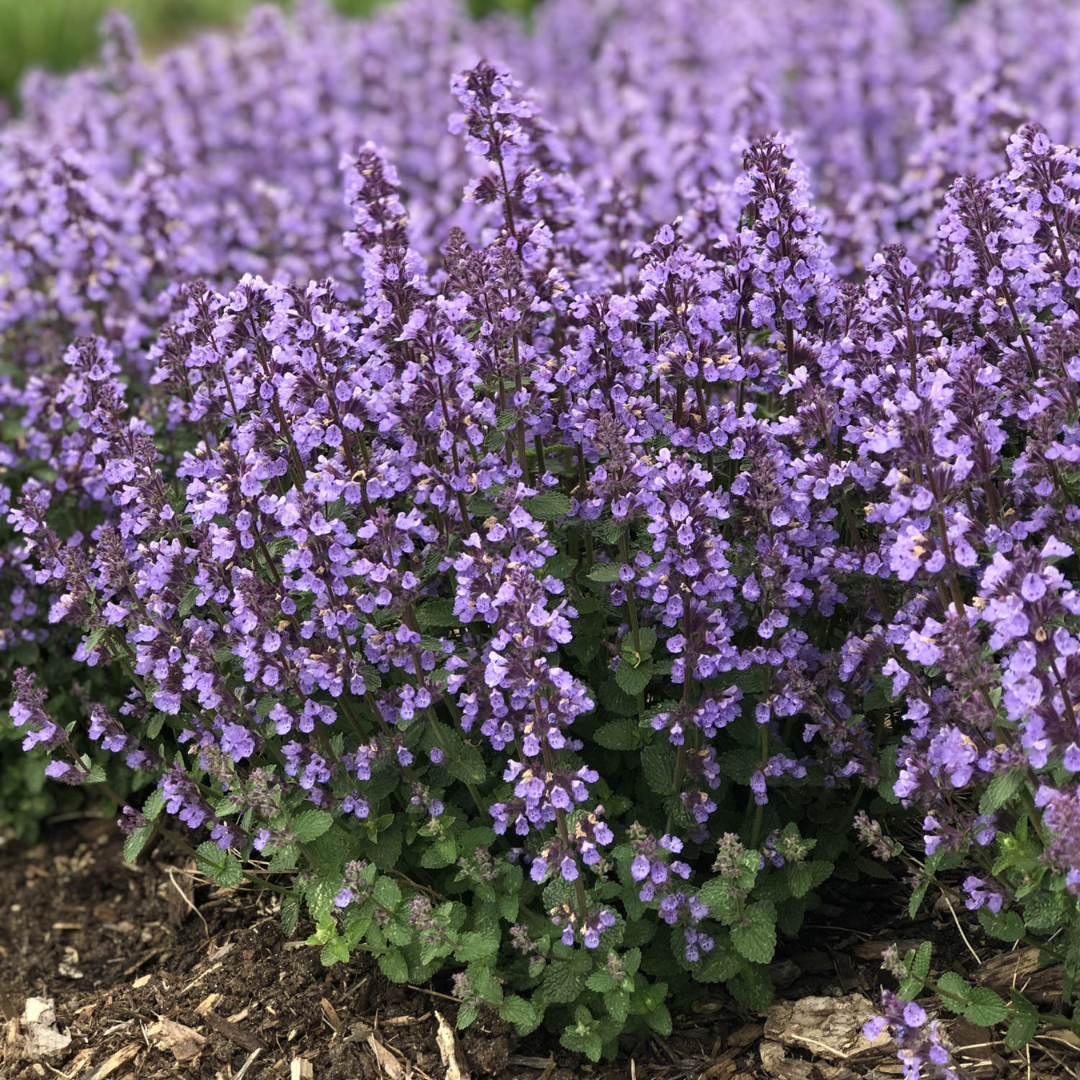 Nepeta hybrid 'Cat's Pajamas'