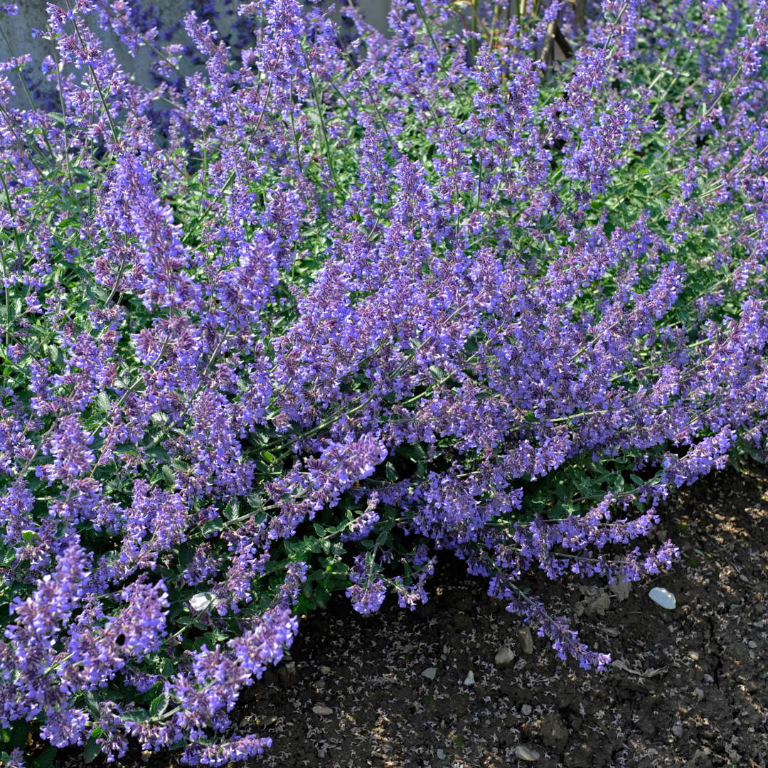 Nepeta hybrid 'Dropmore Blue'