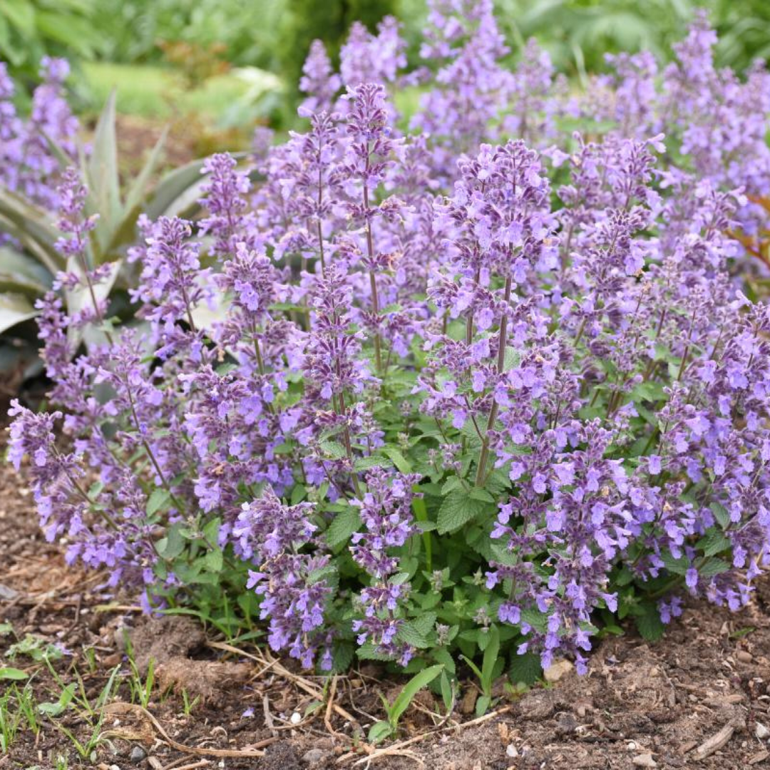 Nepeta hybrid 'Picture Purrfect'