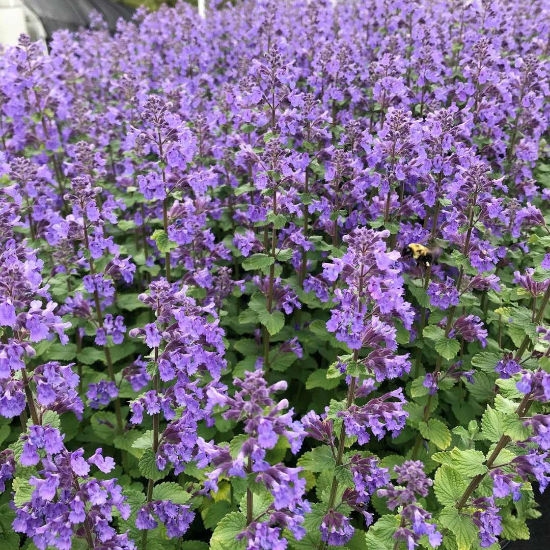 Nepeta racemosa 'Blue Wonder'