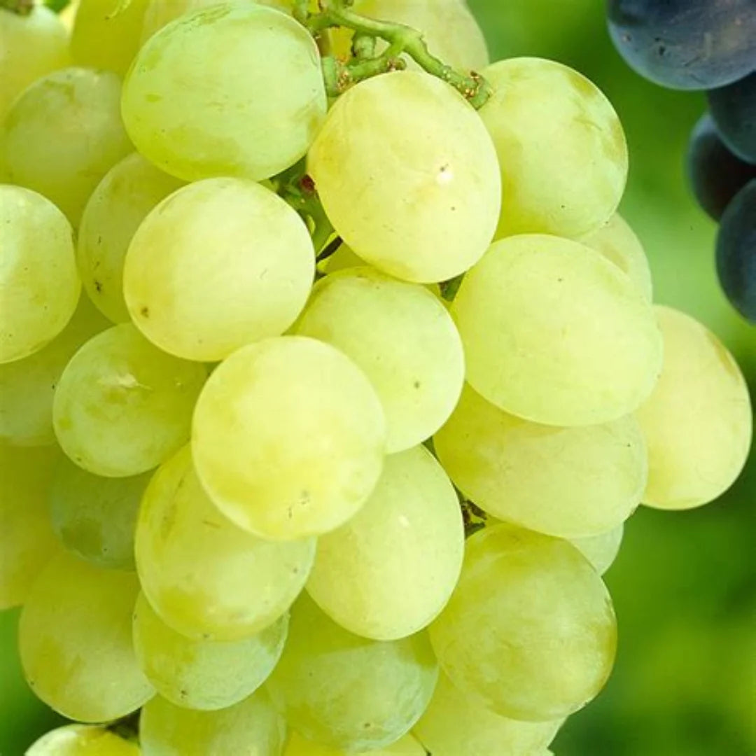 Grape x 'Himrod Seedless'