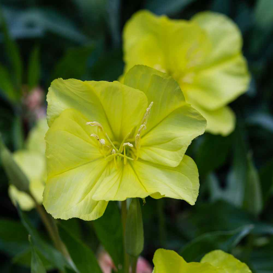 Oenothera acaulis 'Aurea'