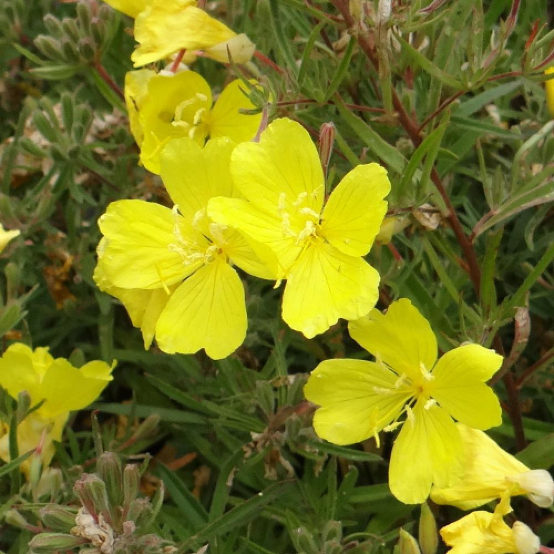 Oenothera hybrid 'Cold Crick'