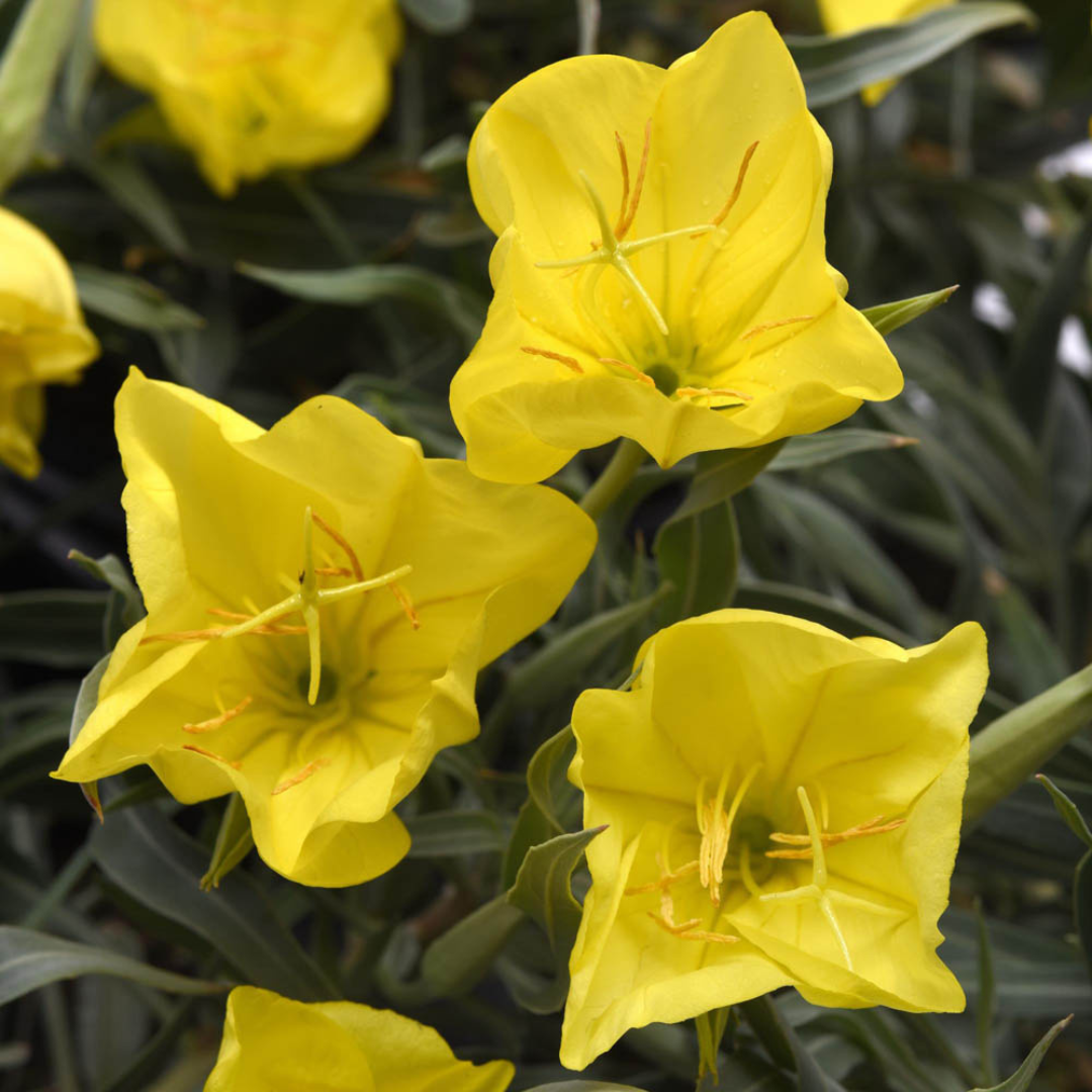 Oenothera macrocarpa 'Missouriensis'