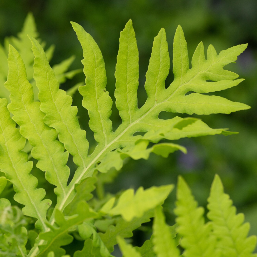 Buy Onoclea 'Sensitive Fern' | Supreme Ferns – Black Sheep Perennials