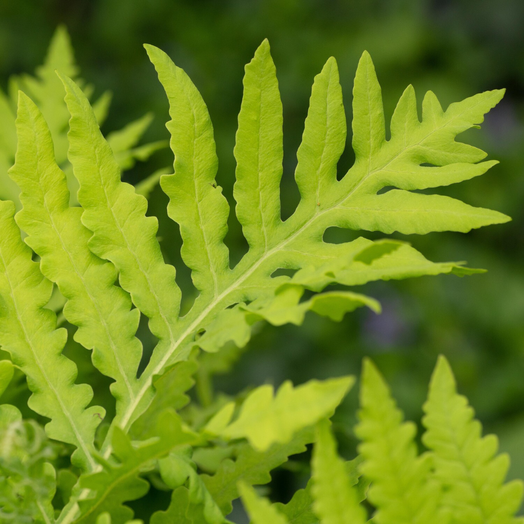 Onoclea sensibilis 'Sensitive Fern'