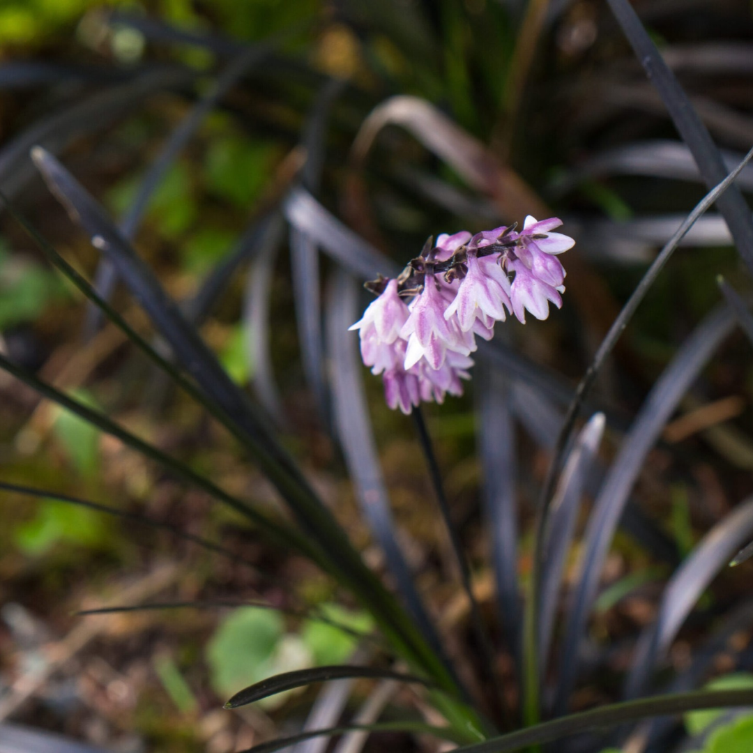 Ophiopogon planiscapus 'Nigrescens'