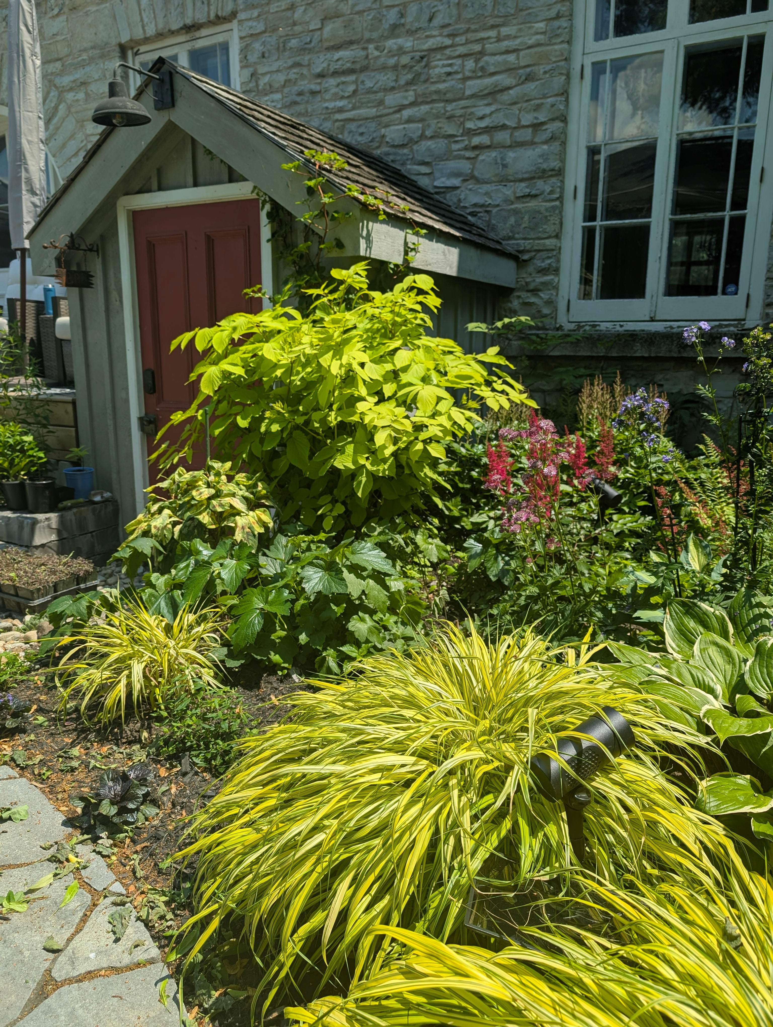 Forest Garden 【PrincessAlice】 Starting a forest edge garden in zone 5a Ontario