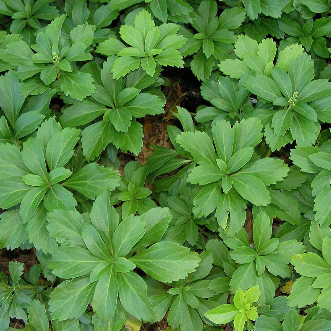 Pachysandra terminalis