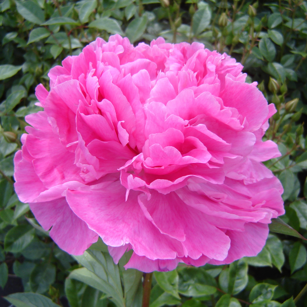 Paeonia 'Alexander Fleming' – A Blossoming Pink Spectacle