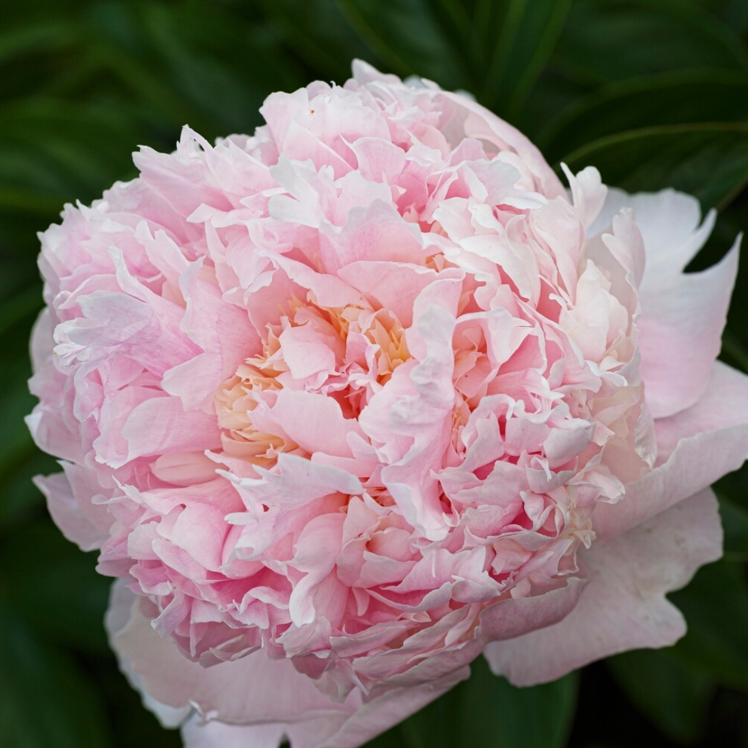 Paeonia 'Angel Cheeks'