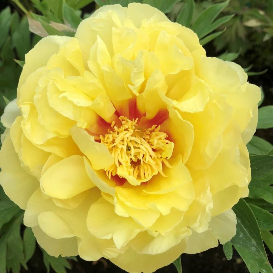 Paeonia 'Bartzella'