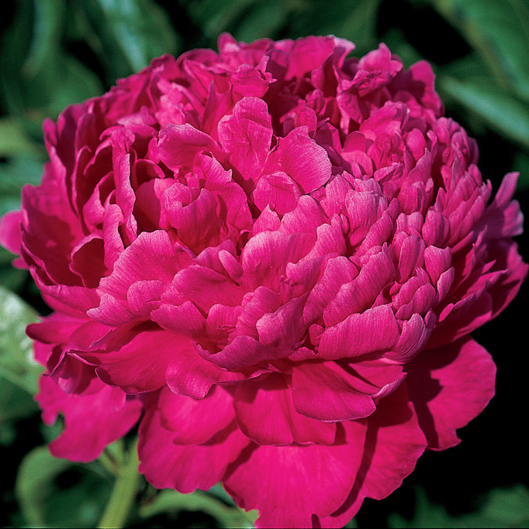 Paeonia 'Best Man' – A Striking Display of Deep Red Elegance